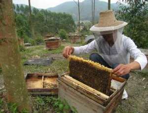 蜜蜂的初步认识_养殖方法