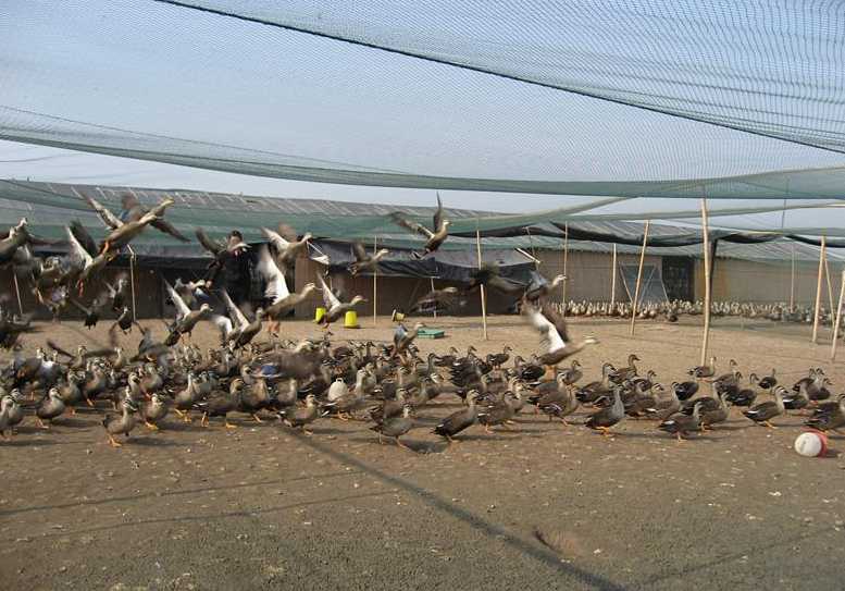 野鸭饲养场舍要求