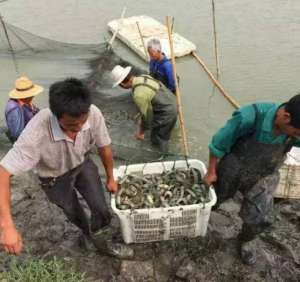 海皇泥鳅配合饲料 养殖泥鳅高产真需要_养殖方法