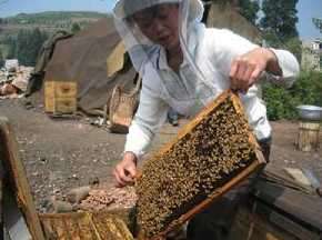 蜜蜂养殖的准备工作_养殖方法