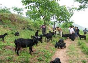 现代化养羊繁殖夏季黑山羊的养殖管理_养殖方法