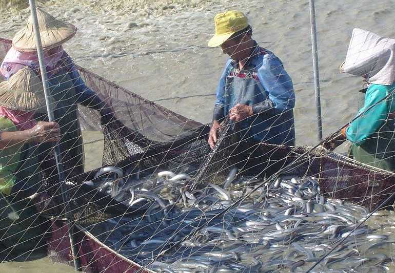 冬季鳗鱼养殖肠炎病防治策略