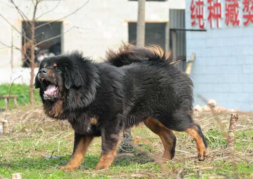 养藏獒犬怎样科学消毒