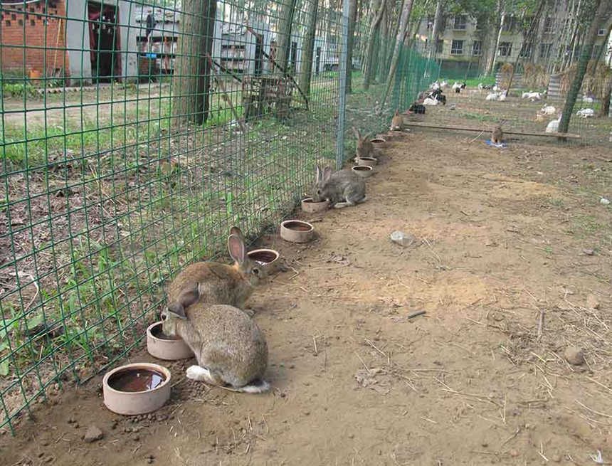 兔场消毒几种方法