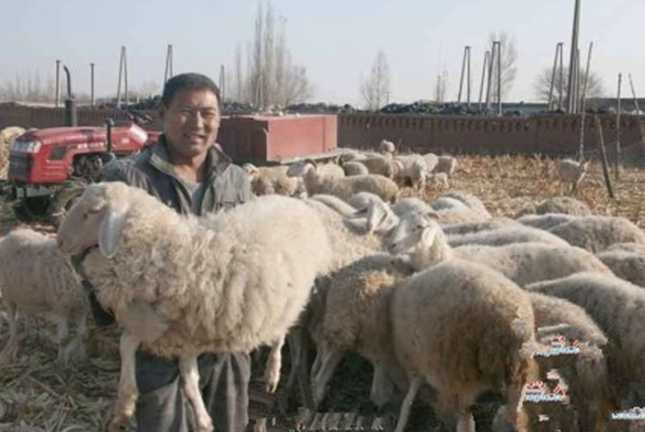 新疆吉也克镇农民养殖多胎湖羊促增收