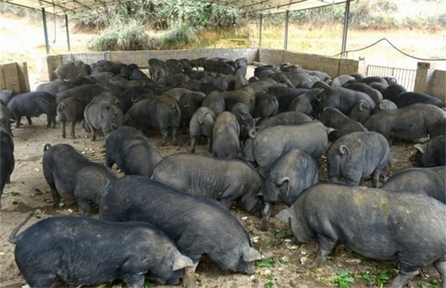黑猪养殖的日常管理(2)