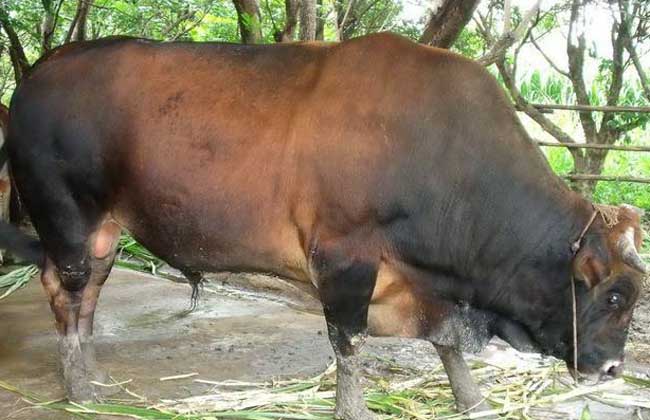 肉牛人工配种技术及注意事项