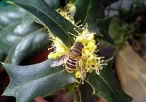 博罗农妇放弃高收入转行养蜂 欲建蜜蜂博物馆_养殖方法