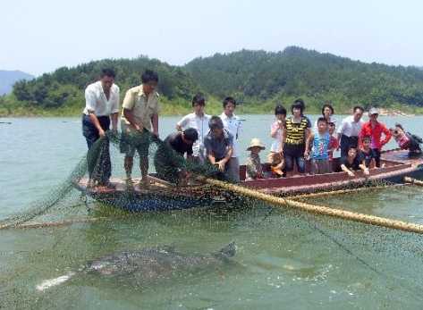 青鱼池塘无公害养殖疾病的预防与治疗