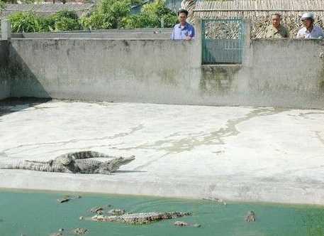 中龄鳄饲养室的设计