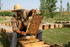政协地工委积极发展蜜蜂养殖探索职工增收新途径_养殖方法