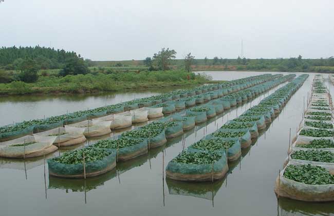 春季黄鳝养殖技术(2)