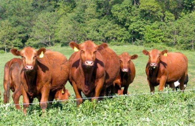 肉牛养殖技术