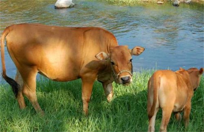 母牛不孕的原因及解决措施(2)