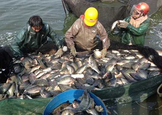 华南区池塘养殖罗非鱼草鱼管理要点