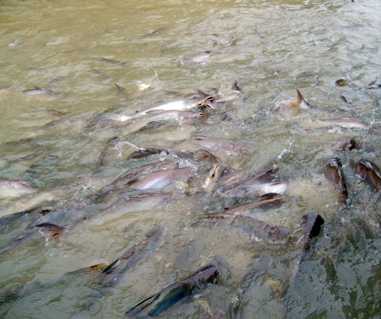 秸秆肥水饲养鲶鱼技术