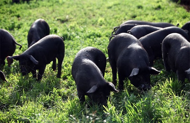 黑猪养殖的日常管理