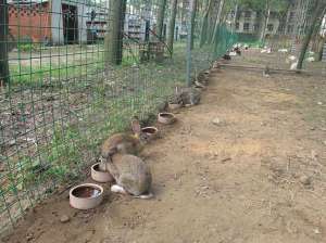 夏季野兔家饲养喂料巧安排_养殖方法