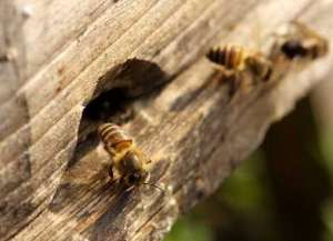 XX县大力发展蜜蜂养殖产业助农增收_养殖方法
