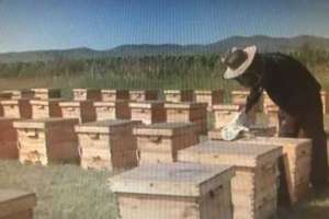 农民养殖蜜蜂 酿造甜蜜生活_养殖方法