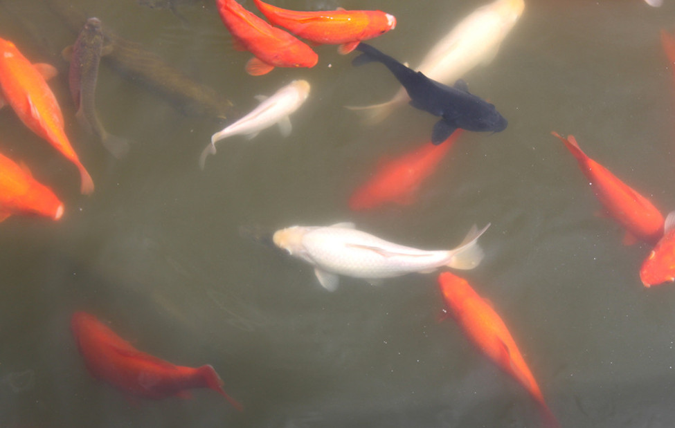 家庭饲养锦鲤常见病之水霉病和擦皮病防治技术