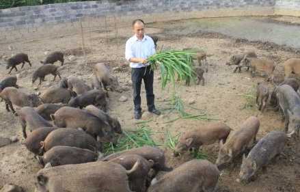 海南儋州扶持山猪养殖助农增收