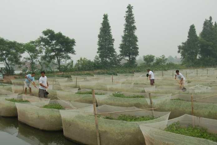 鱼池网箱养殖黄鳝技术