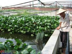 水产养殖泥鳅人工高产养殖技术_养殖方法