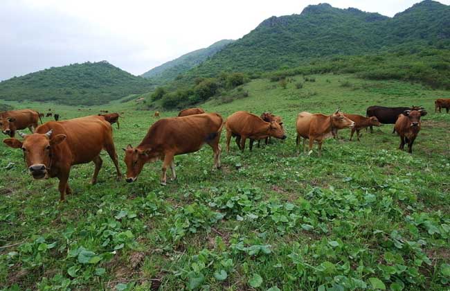 牛农药中毒防治方法