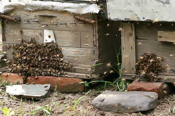 蜜蜂养殖所需要的设备