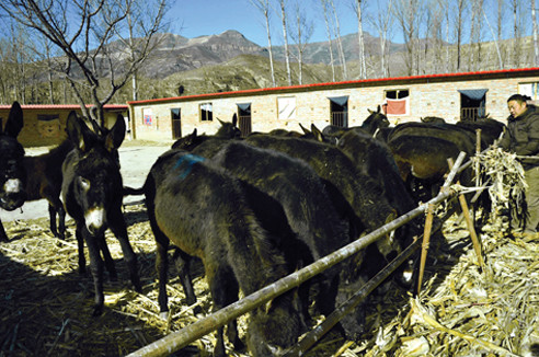 肉驴养殖需注意的几点