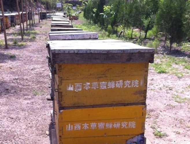 蜜蜂养殖 健康产业