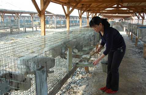 人工饲养貉子要注重管理