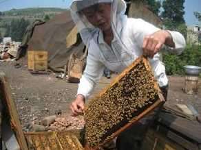 蜜蜂养殖“钱”途广阔_养殖方法