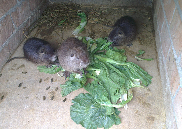 海狸鼠饲料添加剂