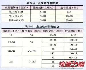 锦鲤饲养密度_养殖方法