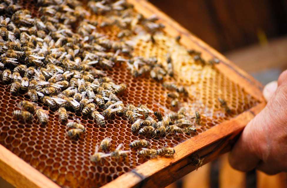 姚安扶持蜜蜂养殖成就大产业