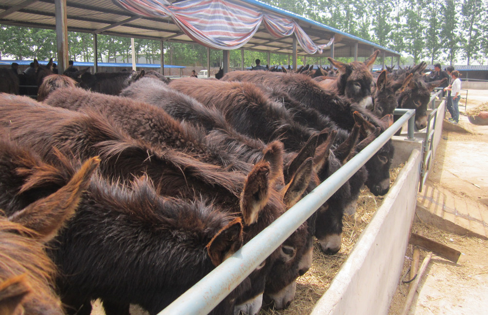 怎么样给肉驴养殖场驱虫