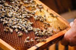 姚安扶持蜜蜂养殖成就大产业_养殖方法