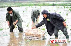 湖北咸宁咸安区藕田套养龙虾三千亩_养殖方法