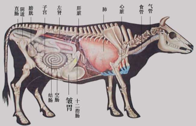 你知道牛几个胃吗？