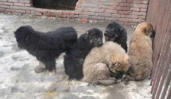 幼狗的饲养管理