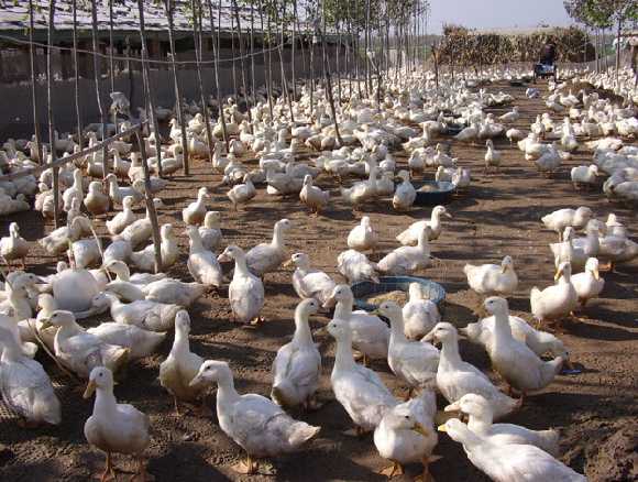 肉鸭夏季养殖加强日常管理、搞好疾病防治