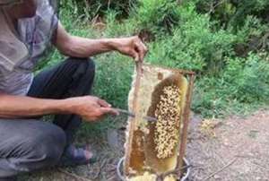 养殖“小蜜蜂” 酿成“新产业”_养殖方法