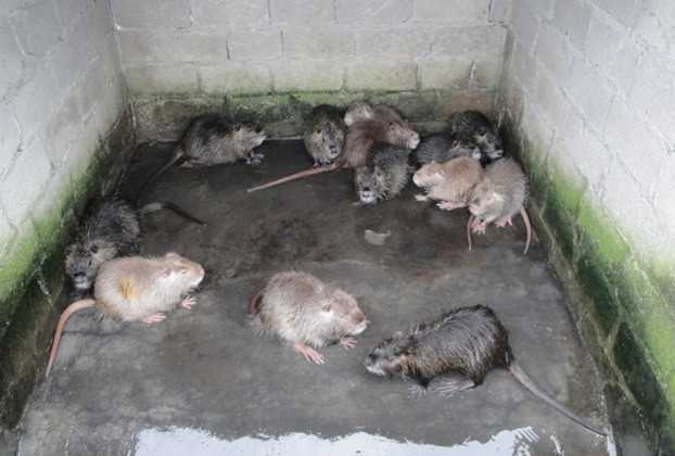 海狸鼠的繁殖期饲养管理