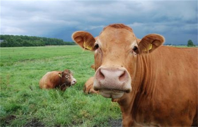养牛常见的几种病(2)