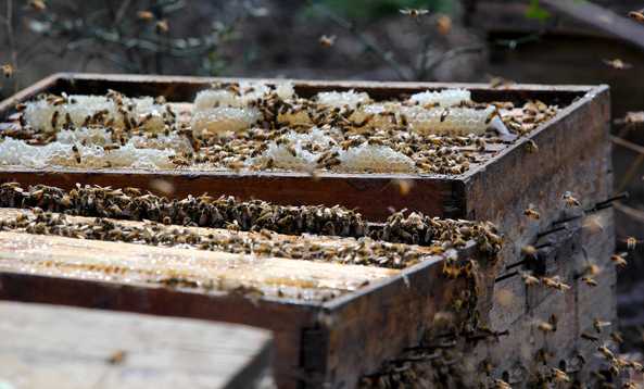 养殖蜜蜂的一些常识