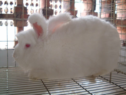 长毛兔的生殖激素及功能