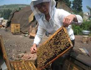 蜜蜂的良种选育