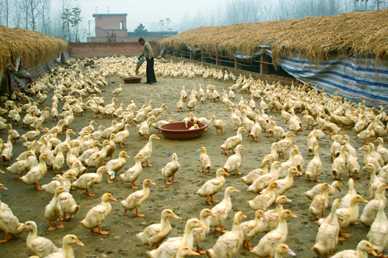 阴雨天肉鸭饲养管理应急措施